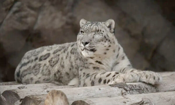Covid-19: positivo un leopardo delle nevi allo zoo di San Diego